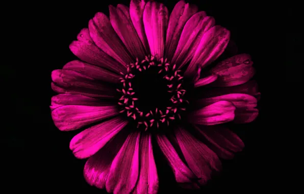 Picture flowers, background, petals