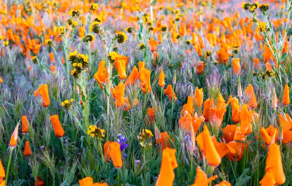 Field, summer, flowers, glade, bright, orange, buds, a lot