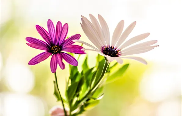 White, leaves, macro, light, flowers, pink, stem, Duo