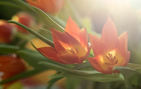 Picture leaves, light, flowers, red, bouquet, spring, tulips, composition