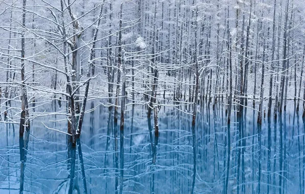 Winter, water, snow, reflection, trees, island, Japan, Hokkaido