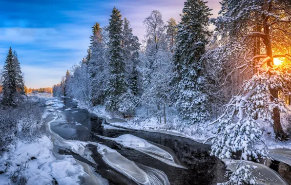 Winter, forest, river, morning
