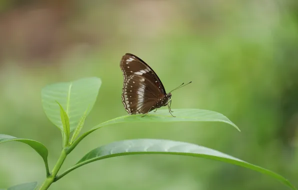 Leaves, microsemi, wings, Butterfly, insect, beautiful, closeup
