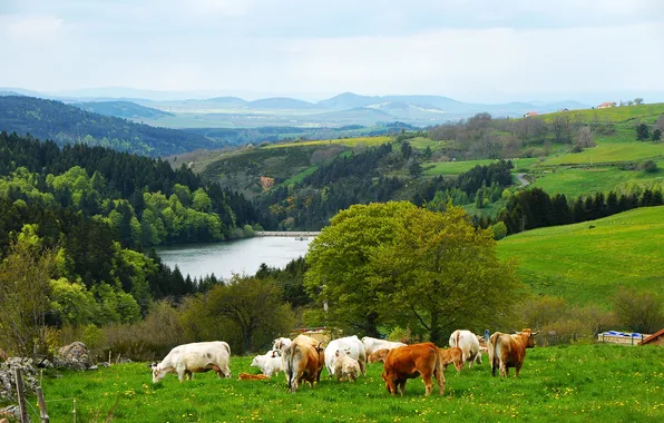 Picture forest, mountains, lake, hills, cows, pasture