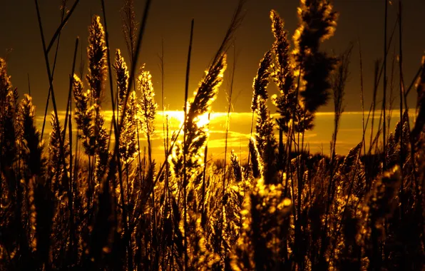 The sky, the sun, reed, gold.
