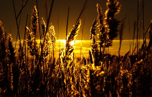 The sky, the sun, The reeds, gold.