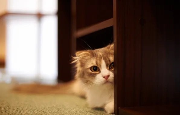 Cat, cat, home, Peeps, shelves