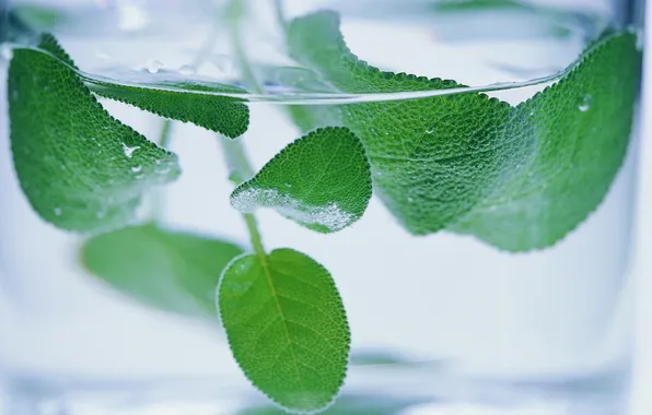 Picture leaves, water, glass, mint