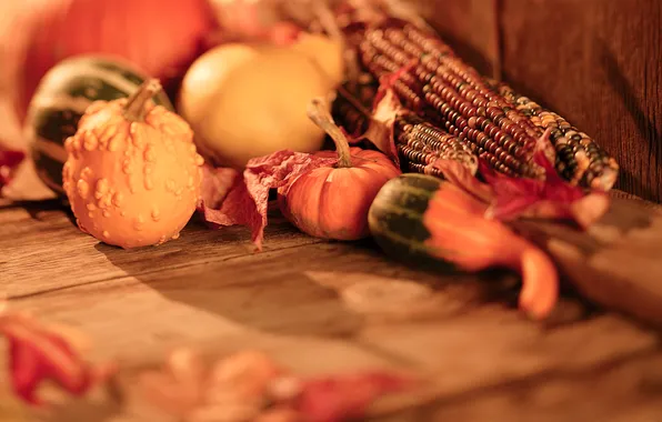 Picture autumn, corn, harvest, pumpkin, vegetables