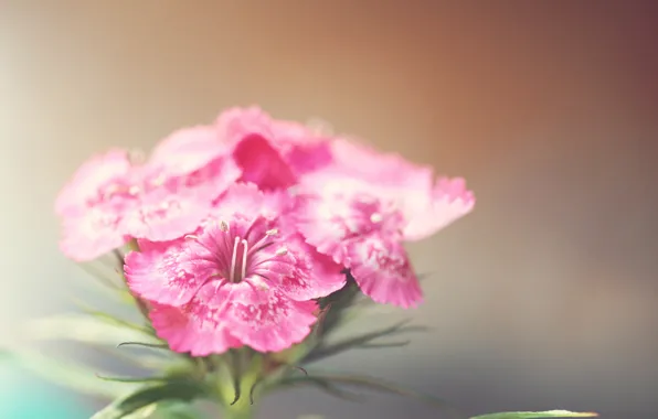 Picture flower, plant, blur