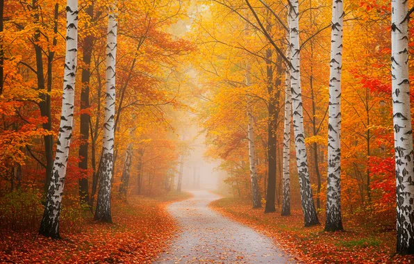 Road, autumn, leaves, trees, fog