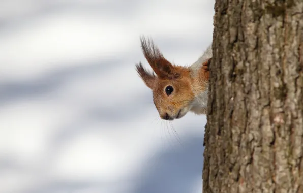 Picture background, tree, protein, face