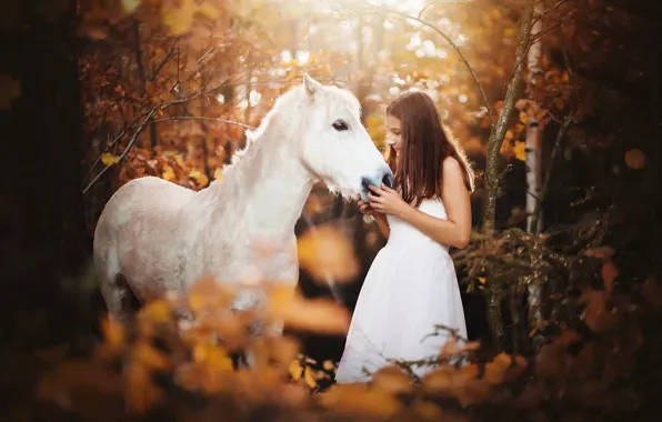 Picture forest, girl, horse