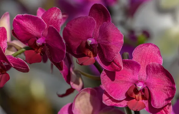 Picture macro, branch, Orchid, Phalaenopsis