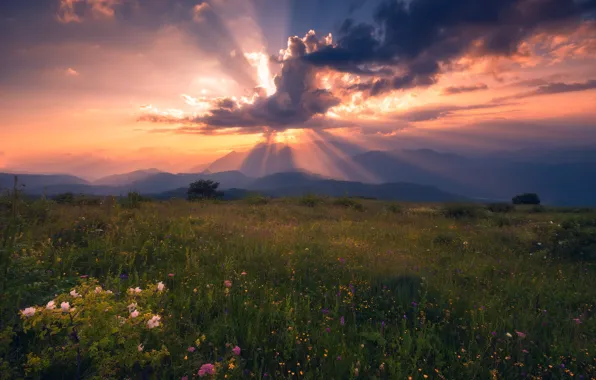 Greens, field, the sky, the sun, clouds, rays, light, sunset