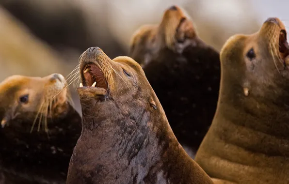 Picture seal, black sea lion, California sea lion, Northern sea lion