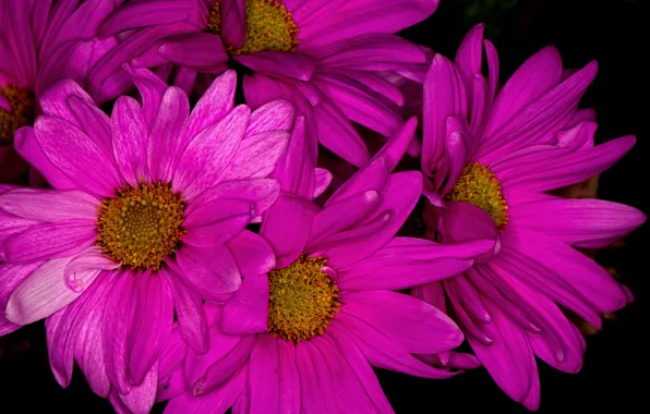 Picture macro, paint, bouquet, petals