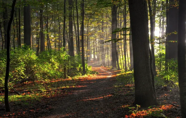 Picture forest, trees, trail, the bushes, sunlight