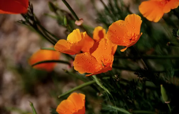 Picture Drops, Spring, Spring, Drops, Orange flowers, Orange flowers