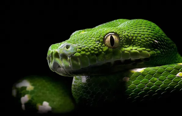 Look, snake, scales, Python, closeup, reptiles, reptiles, bright color