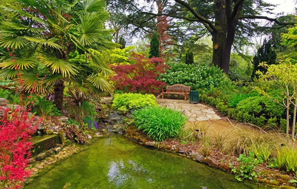 Bench, nature, pond, palm trees, photo, England, garden, the bushes