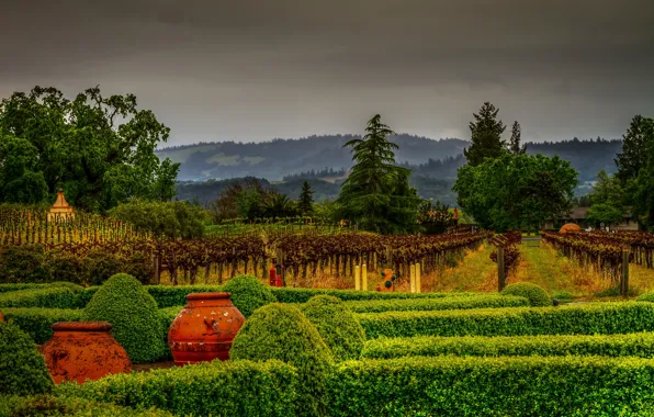 Greens, trees, HDR, garden, CA, USA, the bushes