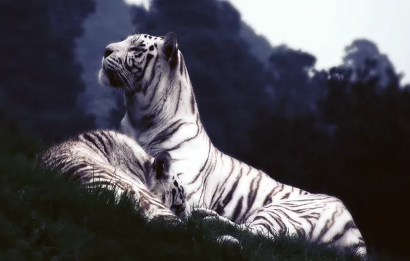 Picture white, grass, tiger