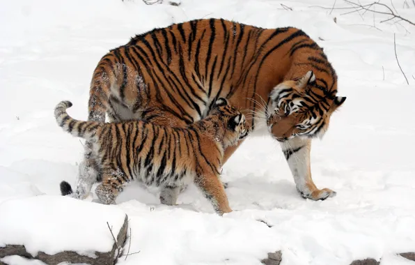 Winter, snow, pose, tigers, tigress, tiger