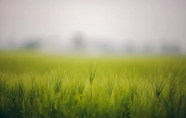 Field, grass, fog, Rosa, spikelets