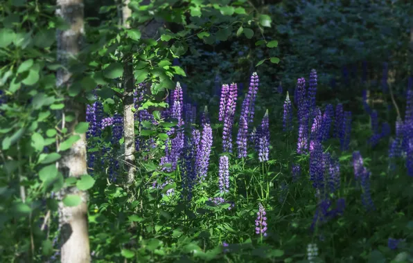Greens, summer, light, trees, flowers, branches, thickets, foliage