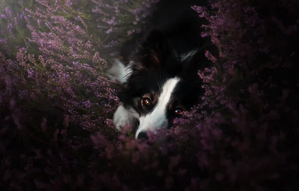 Look, flowers, pose, thickets, glade, dog, lies, pink