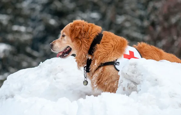 Winter, snow, dog, red, bokeh, Retriever, medic