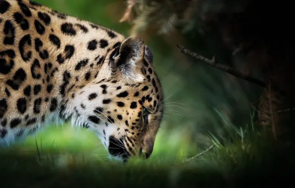 Picture face, predator, profile, wild cat, the Amur leopard