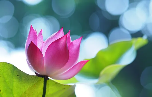 Picture leaves, glare, pink, Lotus