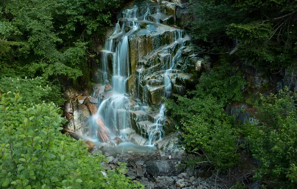 Forest, branches, stream, stones, waterfall, Washington, USA, cascade
