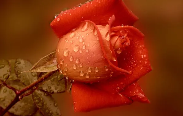 PETALS, ROSA, WATER, DROPS, RED, SQUIRT, MACRO, ROSE