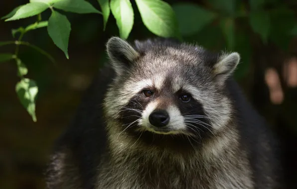 Look, leaves, light, nature, the dark background, portrait, raccoon, face