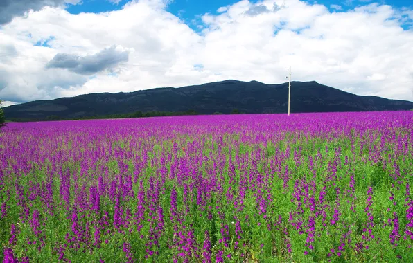 Summer, the sky, clouds, flowers, mountains, blue, post, dal