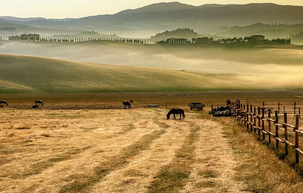 Hills, horse, Italy, Tuscany