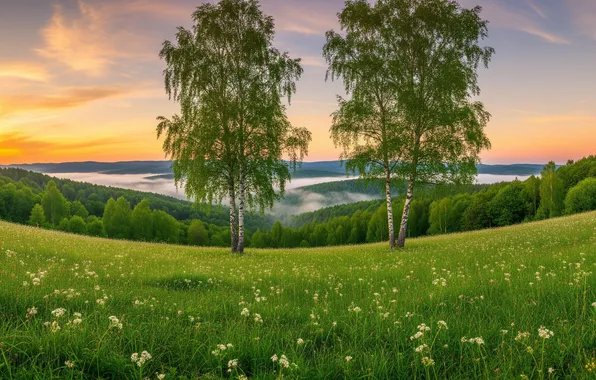 Summer, the sky, hills, Wallpaper, art, wallpaper, summer, birch