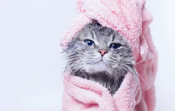 Cat, cat, look, face, wet, portrait, towel, pink