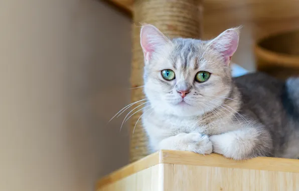 Cat, look, pose, kitty, grey, wall, lies, face