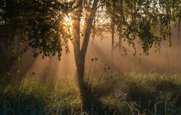 Forest, grass, the sun, rays, web, morning, birch