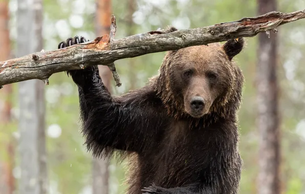 Picture look, face, bear, snag, The Bruins