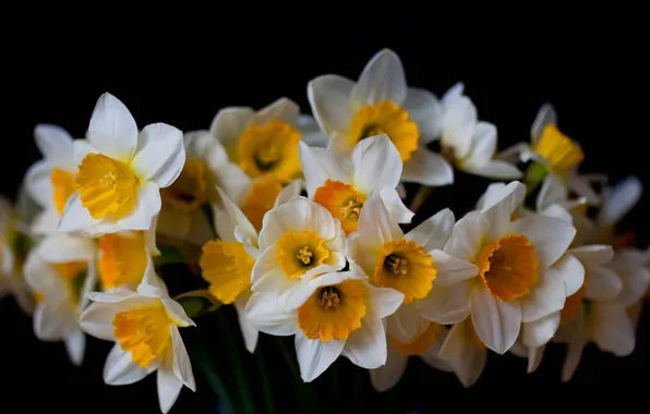 Picture white, yellow, background, black, bouquet, the Narciso
