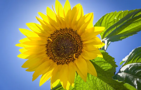 The sky, leaves, macro, sunflower, petals