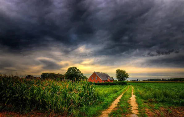 Picture field, grass, photo, corn, house