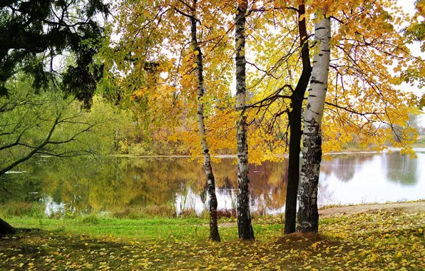 Autumn, leaves, water, nature, birch