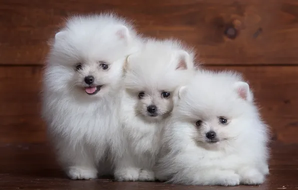 White, fluffy, puppy, trio, Spitz
