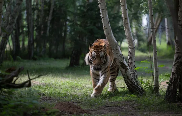 Forest, tiger, predator, wild cat
